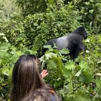 Gorillas in the Wild - A unique Experience.