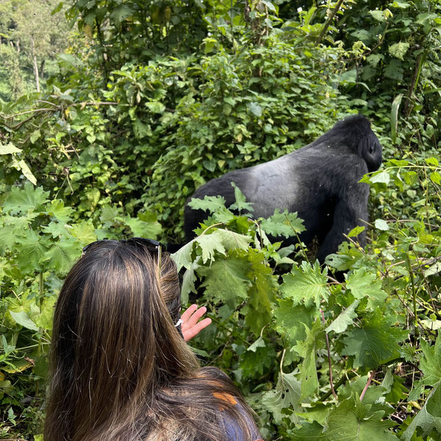Gorillas in the Wild - A unique Experience.