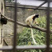 Cotswold Wildlife Park: Beautiful, spacious & intimate 
