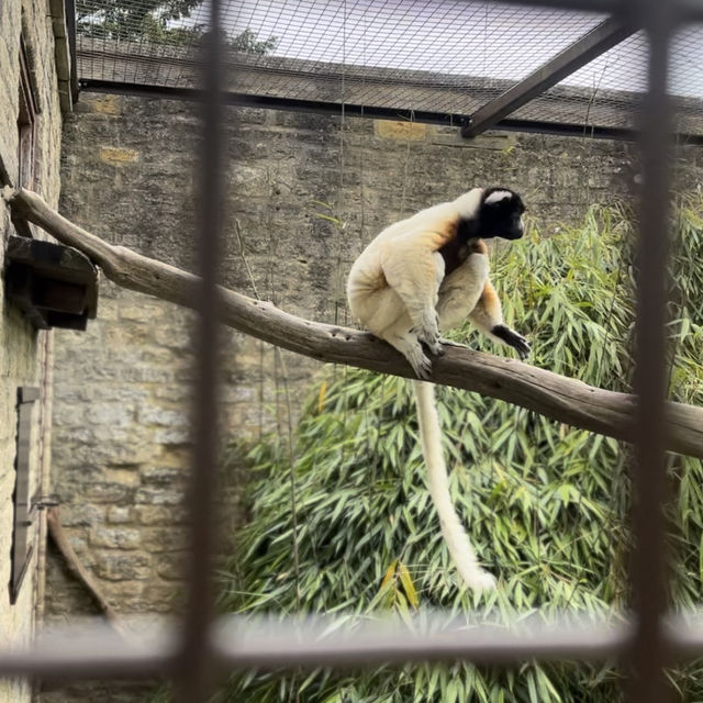 Cotswold Wildlife Park: Beautiful, spacious & intimate 