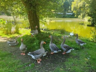 Parc animalier du Quinquis 🇫🇷