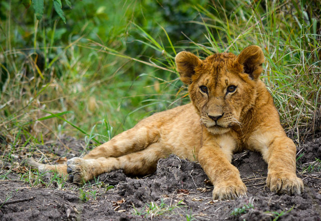 4 Days Masai Mara Game Reserve Safari Tour 2024, 2025 2026