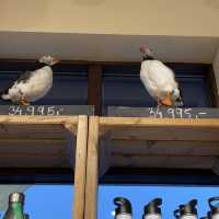 아이슬란드 대표 마스코트, 퍼핀🐧