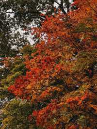 모스크바: 반짝이는 색상으로 가을의 매혹적인 경험 🍂