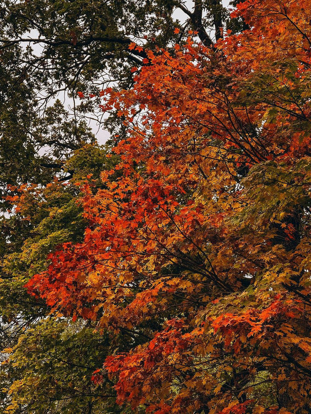 모스크바: 반짝이는 색상으로 가을의 매혹적인 경험 🍂
