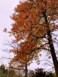 Luisenpark 이 엄청 넓어서