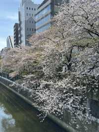 Beauty of end of Sakura season 