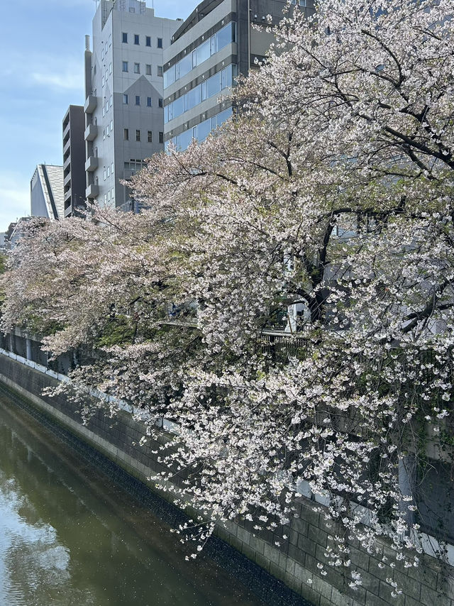 Beauty of end of Sakura season 