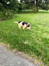 Park in Mill Hill 