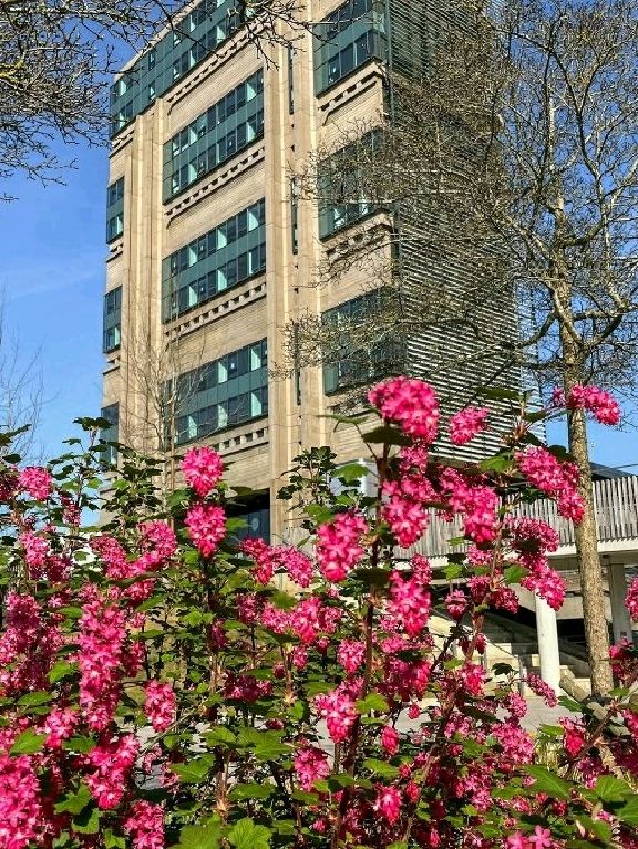🌸 Birmingham in Bloom: The City Bursting with Colour This Spring 🌼🌆