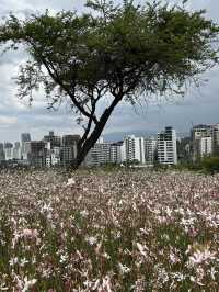 🇪🇹 Blooming Addis Ababa 