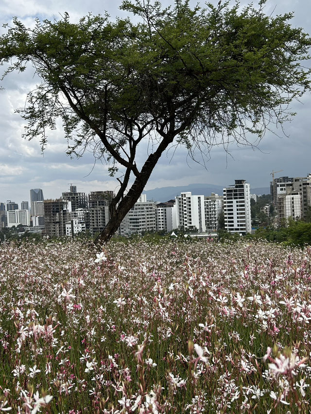 🇪🇹 Blooming Addis Ababa 