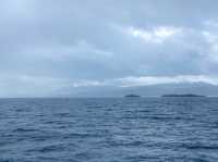 Boat Tour to Isla Martillo & Penguins