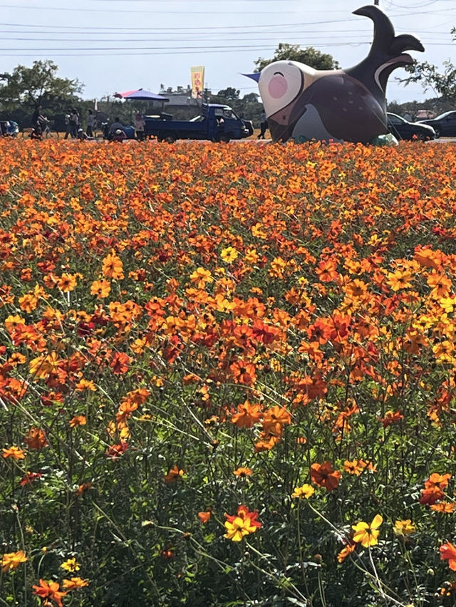 美濃花海漫遊美照隨手拍 美濃花海漫遊美照隨手拍