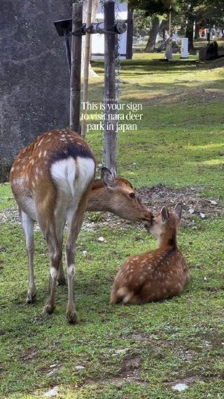Must visit in japan 