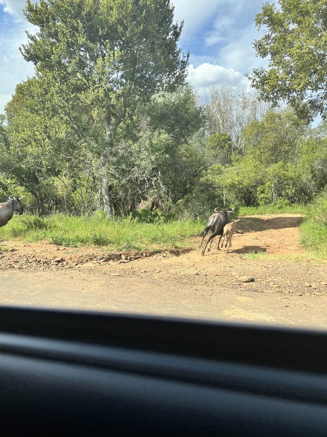 POV: You’re living your African dream