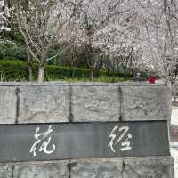 【上海・蘇州河畔】桜を見ながら散歩はいかが