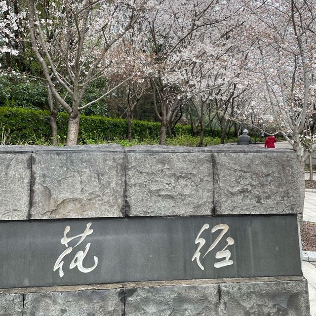 【上海・蘇州河畔】桜を見ながら散歩はいかが