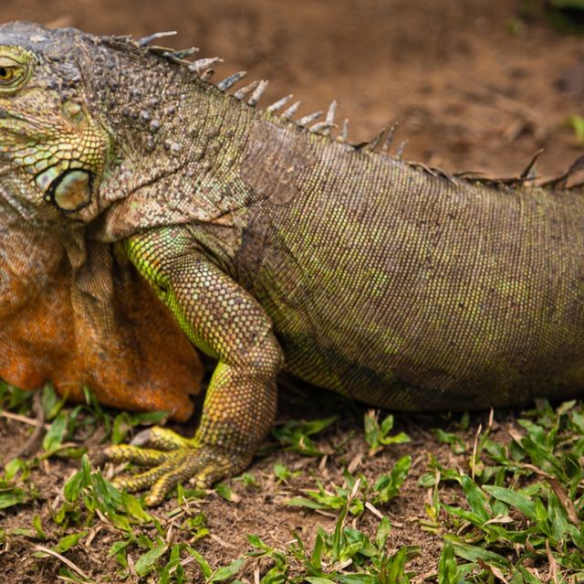 Animals of Chiang Mai Zoo