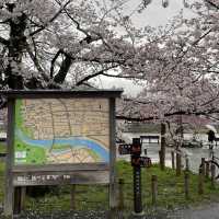 在京都🇯🇵嵐山坐小火車看雨櫻是什麼感覺？