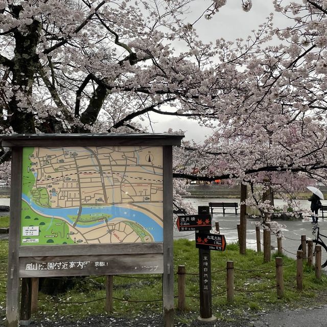 在京都🇯🇵嵐山坐小火車看雨櫻是什麼感覺？