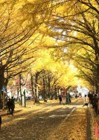 Hokkaido University | Japan's most beautiful university