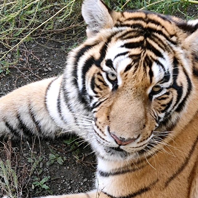 🐅 Majestic Northeast Tiger Forest Park ✨🤩✨