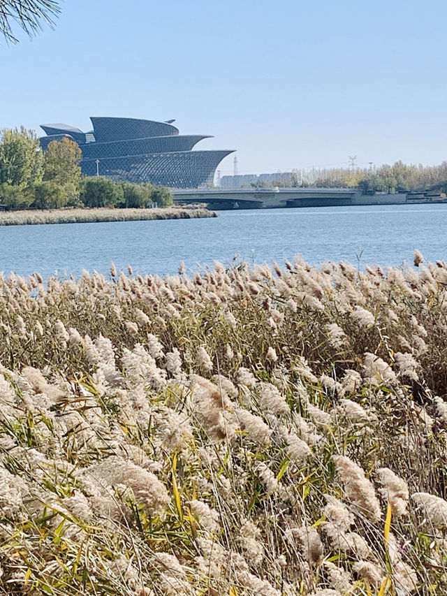 深秋的明月湖國家濕地公園令人心情氣爽