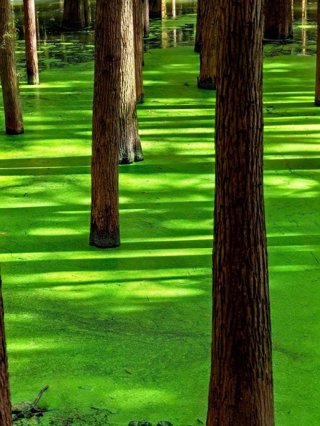 杭州青山湖/絕美水杉紅，抹茶綠，真的美出天際！