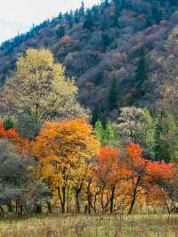 不想去光霧山的，來這個小眾免費的彩林盛景