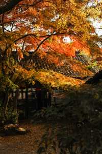 週末去哪兒一一虞山風景美如畫