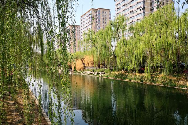 像一條狹長綠色飄帶的城市公園