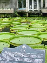 西雙版納｜去了熱帶花卉園n次，總結出3種玩法