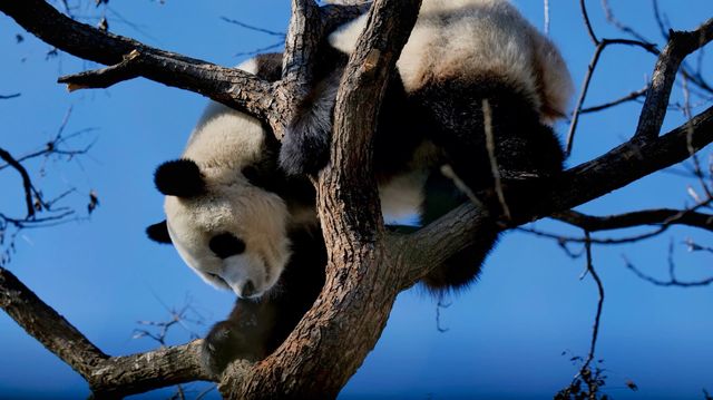 北京動物園