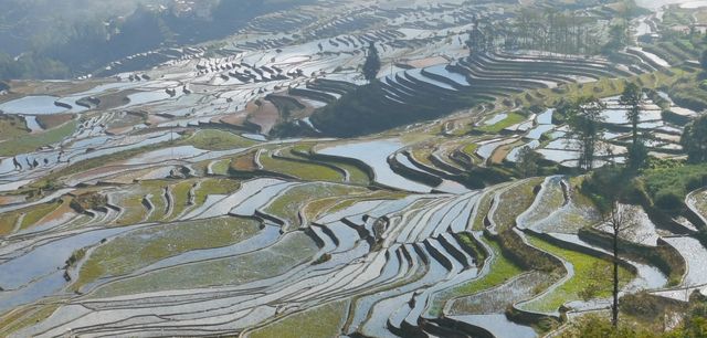 雲南—元陽梯田