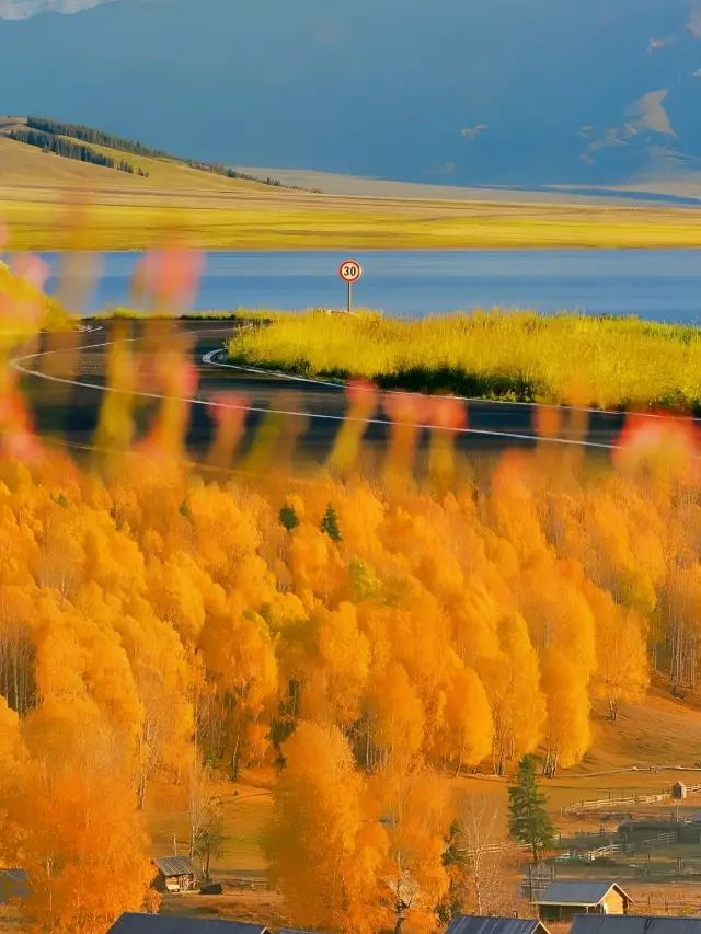 Autumn colors of Populus Euphratica in Inner Mongolia