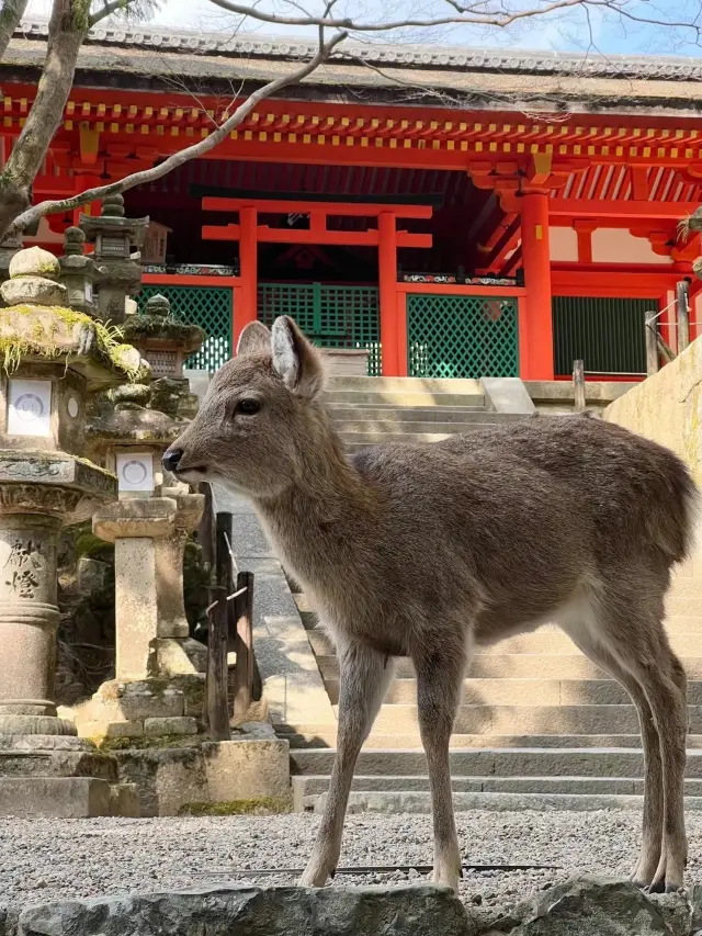 癒し~それは奈良の小鹿ですね