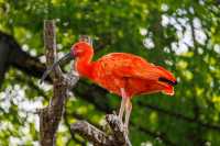 蘇黎世動物園是世界上最好的動物園