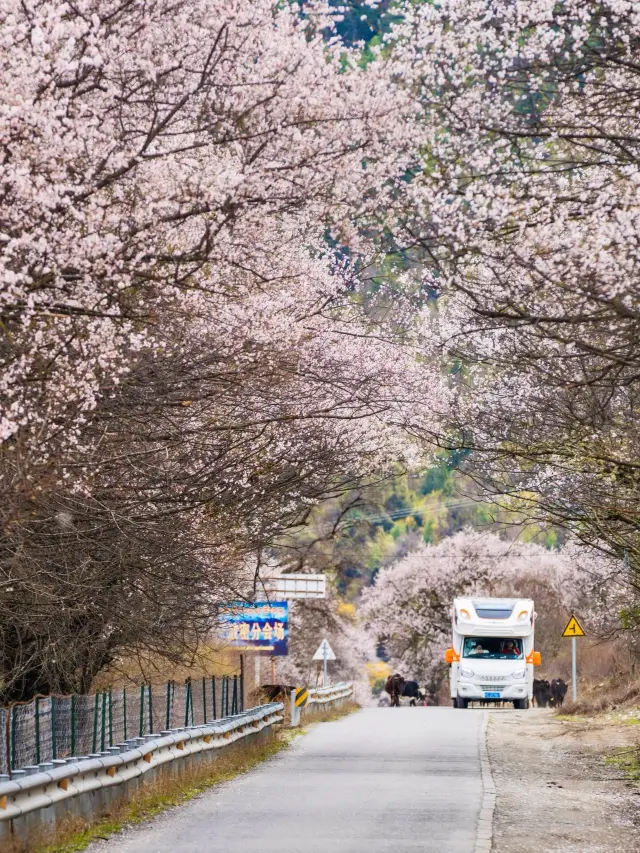 Nyingchi in March, a romantic peach blossom fairyland