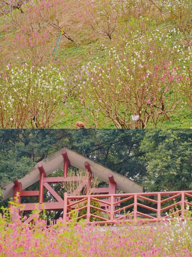 不是西藏林芝去不起，而是廣州桃花更具性價比