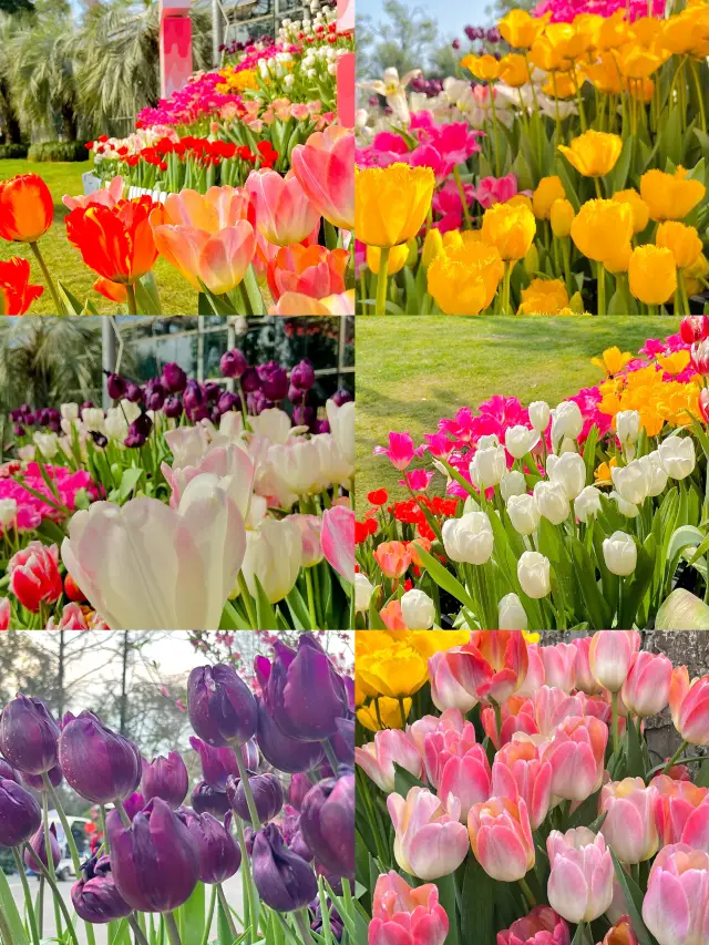 The tulips in Wuhan Botanical Garden are so beautiful that it's crazy