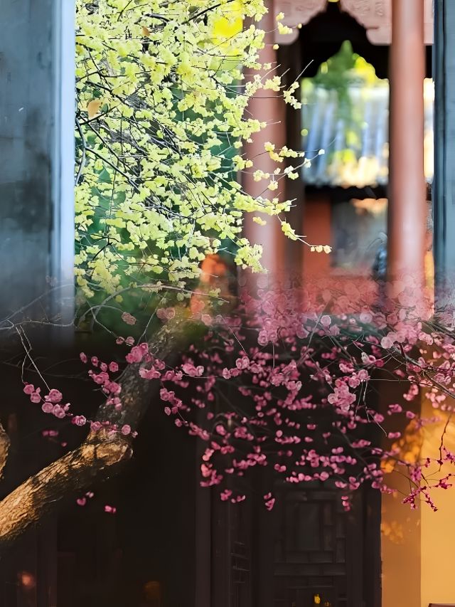 立春已至，梅花正悄然绽放，你的赏梅計劃提上日程了嗎？