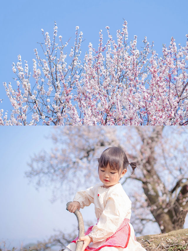 成都周邊，百年杏花太好拍了