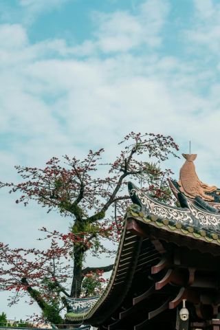 The kapok flowers are like flames amidst the ancient architecture of an old temple