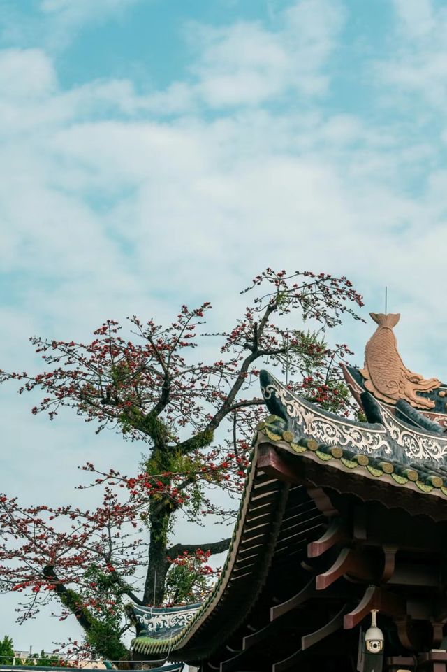 木棉花與古建築一古寺中的火焰