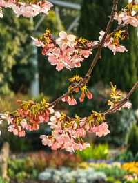 櫻花季（上海植物園）