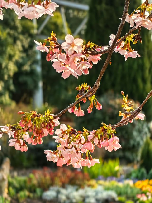 櫻花季（上海植物園）