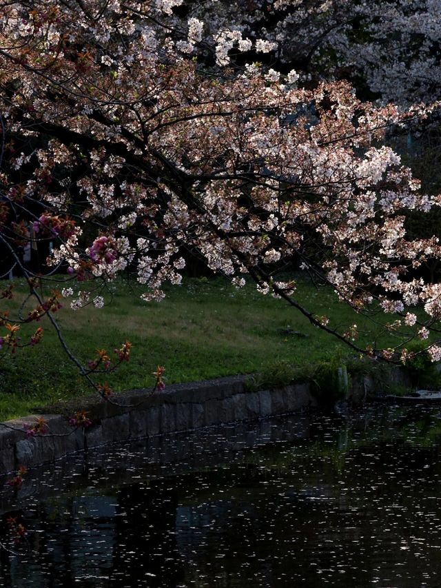 3月22日～31日｜上野公園賞櫻活動來啦