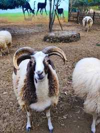 湖州龍之夢動物世界個避坑總結