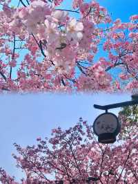 武漢——櫻花樹下我成了繽紛的人～